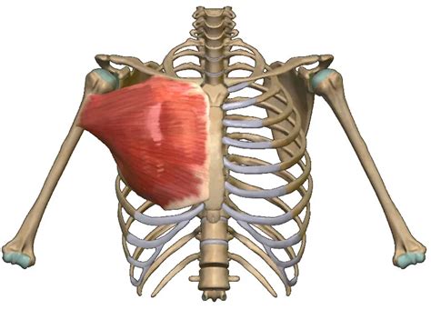 pectoralis major lappen|Pectoralis